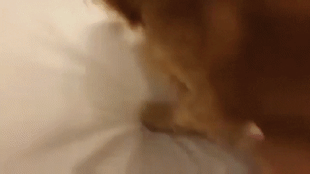 e7a8411ab93c9d880f325d8926ab99dc_273238_1501766777