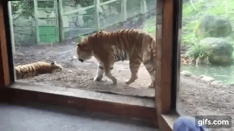 https__vk_com_gifki_s_zhivotnymi (1)