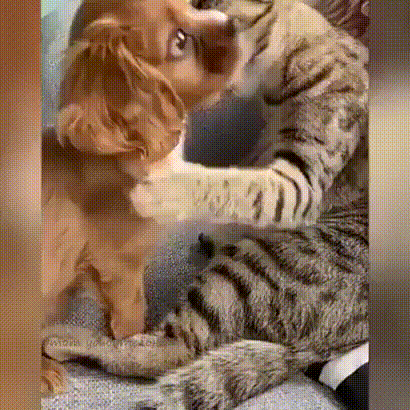 -котэ-собака-живность-5497743