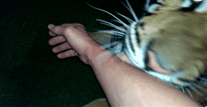 https__vk_com_gifki_s_zhivotnymi