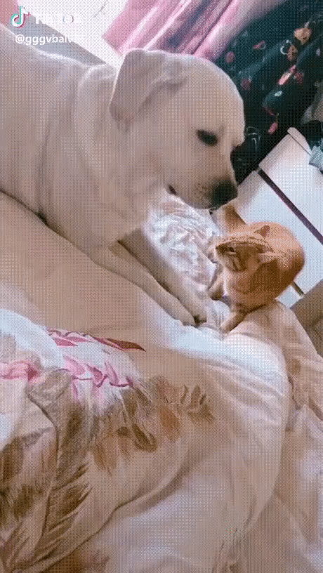 ezgif-3-9967fb95a96d