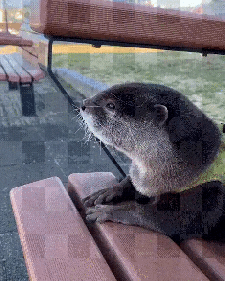 ezgif-3-a5528b932234