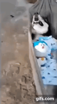 vk_com_animal_gif_2019_01256