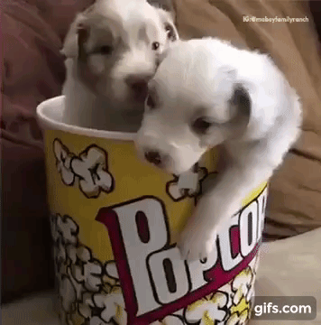 vk_com_animal_gif_2019_01512