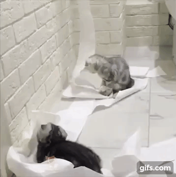 vk_com_animal_gif_2019_01507