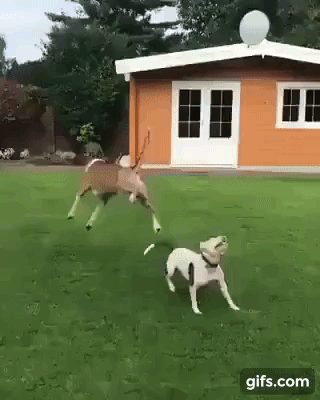 vk_com_animal_gif_2019_01222