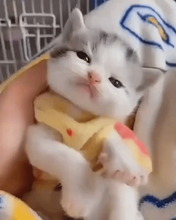 ezgif-3-5a9af9eecfc2