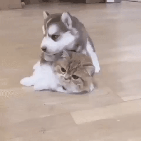 6283418bda274d5492a3a5d684205431_273238_1567143302