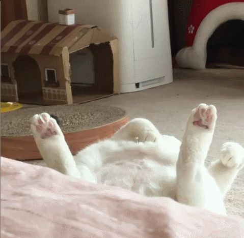 -котэ-кверху-лапами-проходи-мимо-5516462