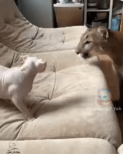 ezgif-3-cb4df834d810