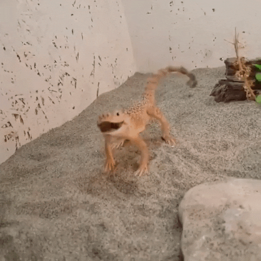 -живность-Ушастая-круголовка-5523574