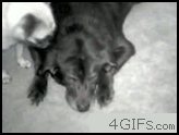 Bored_dog_face_humped
