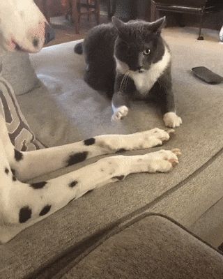 Kogda_besite_drug_druga_no_razdelno_suschestvovat_ne_mozhete