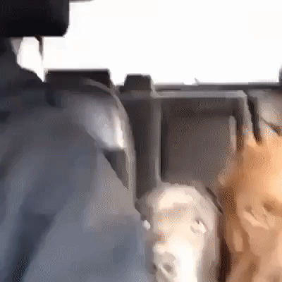 adb7c3e79a6a30eeffc6d5fc647665a7_273238_1501927666