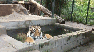 b3b11719dd809129739081b97da2a502_273238_1501927771