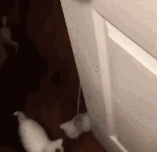 e5691cefbeba1599278c289827b3b020_273238_1502285245