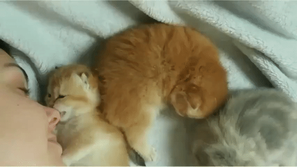 -котейка-милота-5537578