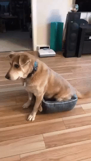 -котэ-собакен-5537343