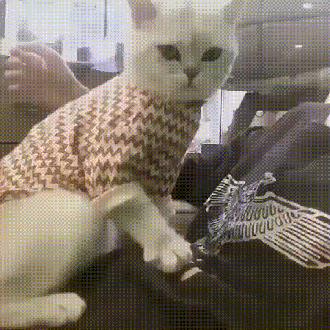 -котэ-молочный-шаг-5542498