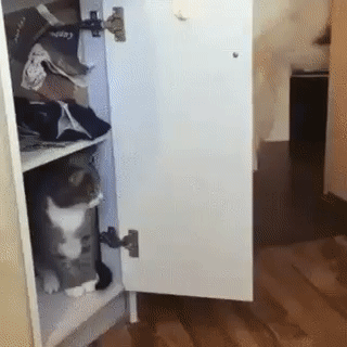 9a1749b9ee7e952ca3fe0808cf05cffe_273238_1502689314