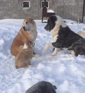 f7b794ec01a33b266ee46d481125a8d9_368_1572540071