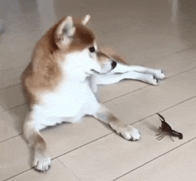 9cc374d923a9e0da93247d43cb561e4f_273238_1502736253