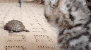 01d248c60371dd6203e0b435d1fadd5a_187945_1502317044