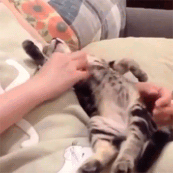 1e5546b3048aec6a097ff1457394f913_192286_1573130776