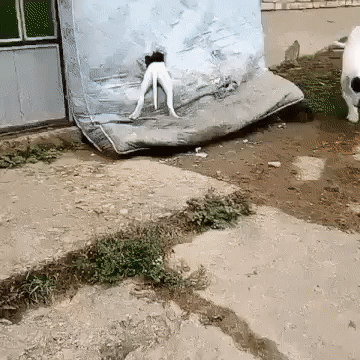 a73eb67a6f443e55aa300f79f22ea5d5_273238_1502476632