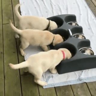 863ca44ee2f4fda09cff5bdaa500b135_273238_1502787508