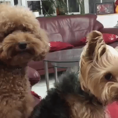 0e48b8658850875ecf0be8090edd6bf8_331523_1561447885