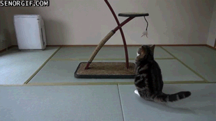 vk_com_animalfunny_0027