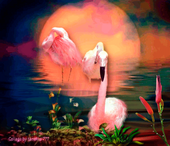 Коллаж от tane4ki 777  "Фламинго"