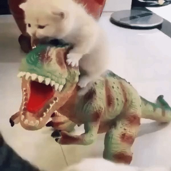 ezgif-3-f9bfa95212c9