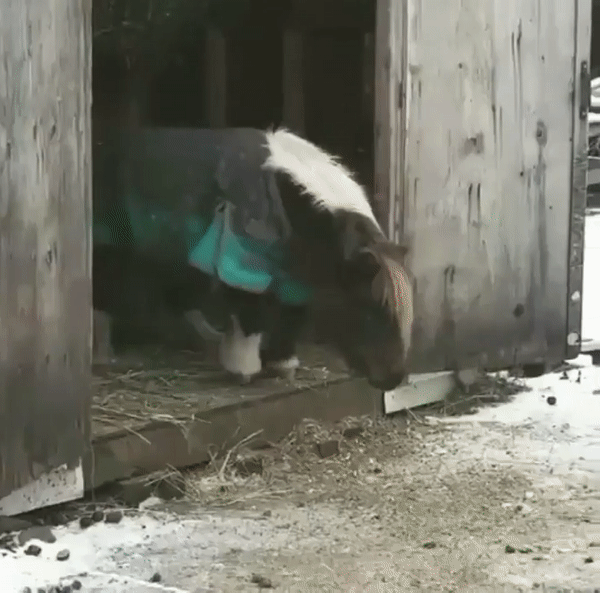 Such_bravery_33_Such_proud_33