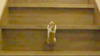 vk_com_public_animal_gif_0001