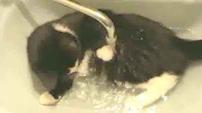 vk_com_public_animal_gif_0015