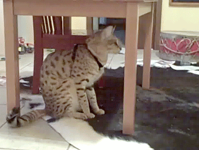 vk_com_public_animal_gif_0044