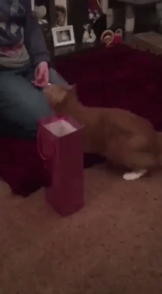 838deebfd2e2c5542c5760aa549e9f1a