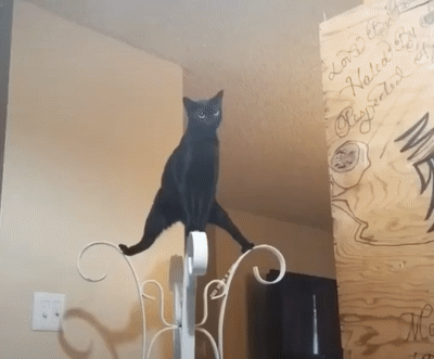 ezgif-1-4e99986795d6