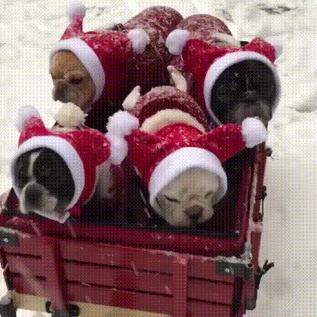 vk_com_animal_gif_2019_01642