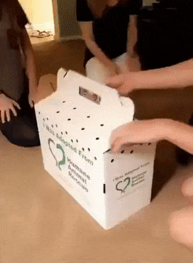 ezgif-1-98b70b0bf0f0