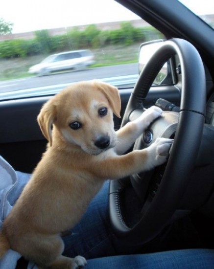 driving_dog