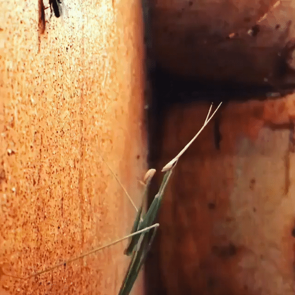 ezgif_com-video-to-gif_3