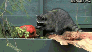 vk_com_public_animal_gif_0064