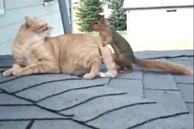 vk_com_public_animal_gif_0241