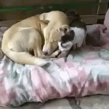 9e263cf95afd18f9a3b2dd8faf8508b4_332825_1554467998