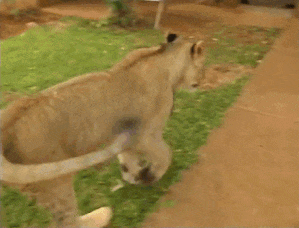 33099479713078_mos_00