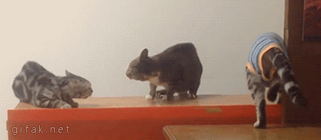 vk_com_public_animal_gif_0340