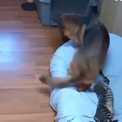 ezgif-1-c87cb0729a55